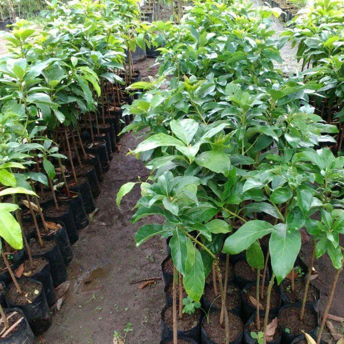 BIBIT  BUAH ALPUKAT MIKI SIAP BERBUAH LEBAT