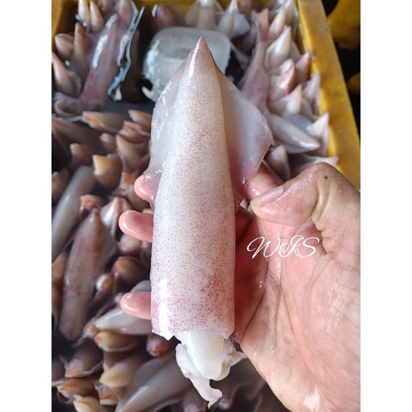 

Cumi putih cumi labuan segar super Joss 1kg