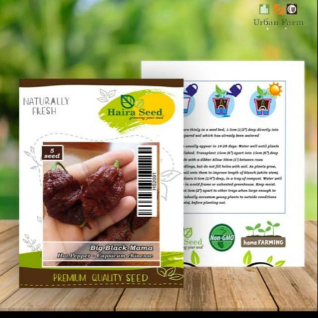 Benih/bibit cabe super pedas big black mama