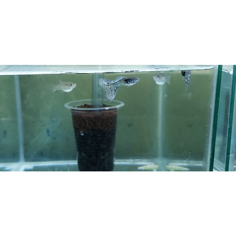 ikan guppy metal blue lace