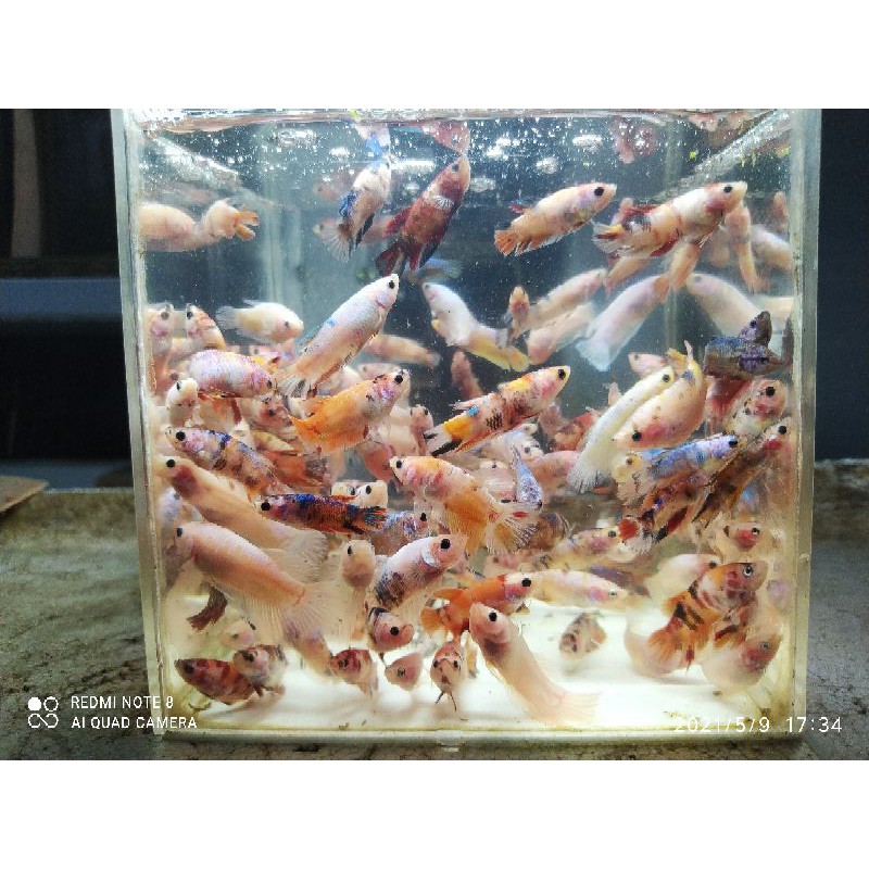 Cupang Nemo Multicolour