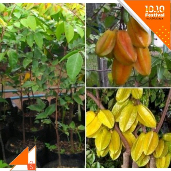 

belimbing madu jombo