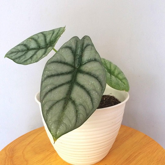 Alokasia Silver Dragon - Alocasia - Keladi - Tanaman Hias