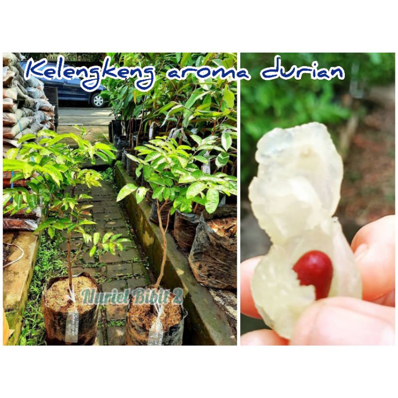 

Klengkeng Aroma durian