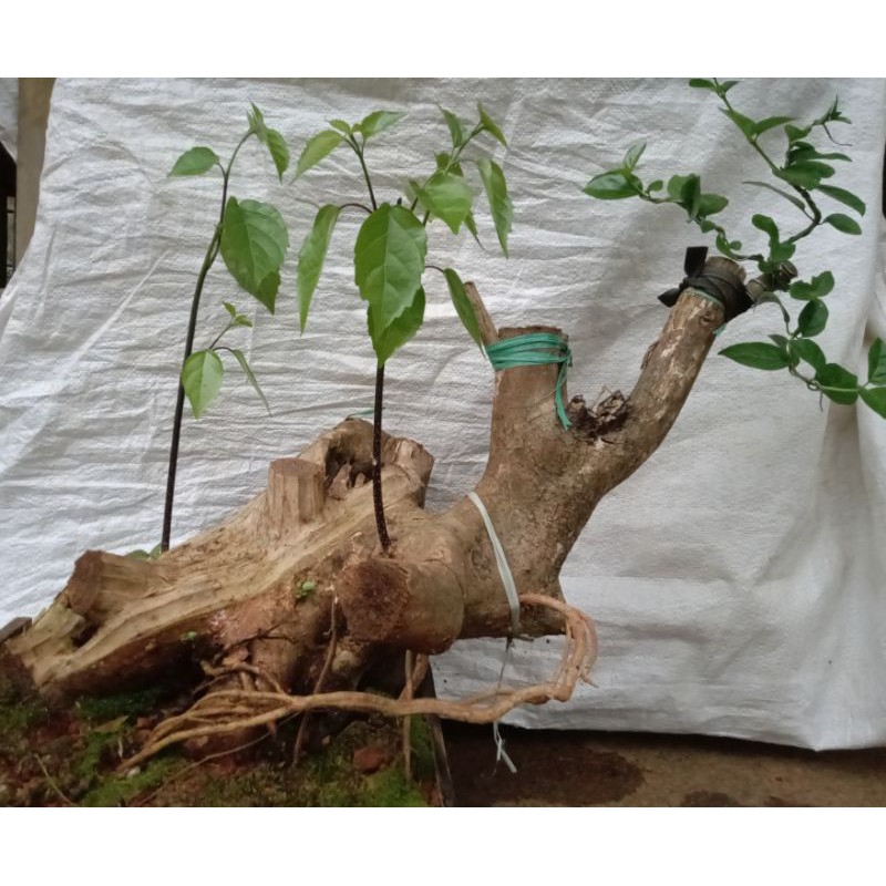 Bahan Bonsai Wahong Okulasi Sancang1