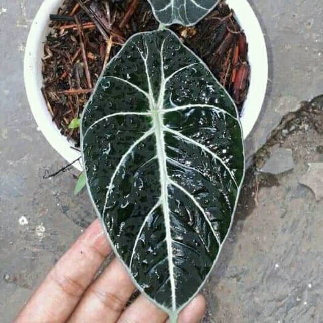 ALOCASIA BLACK VELVET tanaman hias alocasia black velvet