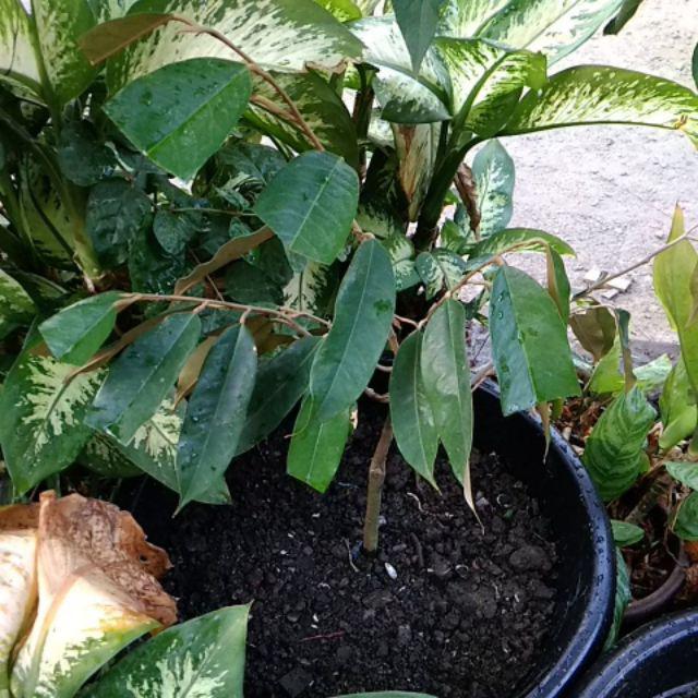 Bibit Tanaman Buah Durian Montong