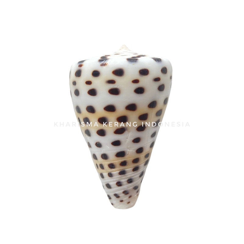 CONUS LITTERATUS SHELL CANGKANG KERANG LAUT HIAS KERANG KOLEKSI CANGKANG KERANG CANGKANG KERANG LAUT