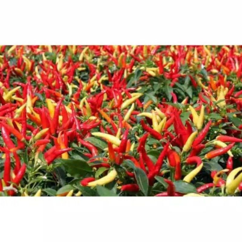 cabe rawit hibrida f1