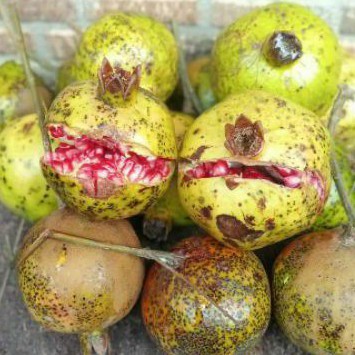 

Buah Delima / Buah Pome / Pomegranate