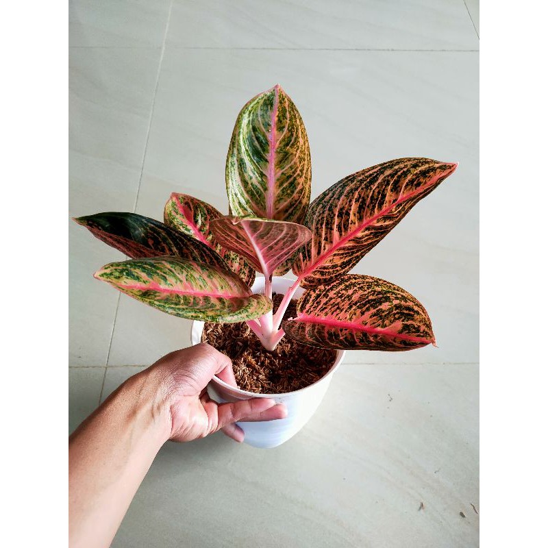 aglonema lokal Widuri lilin induk