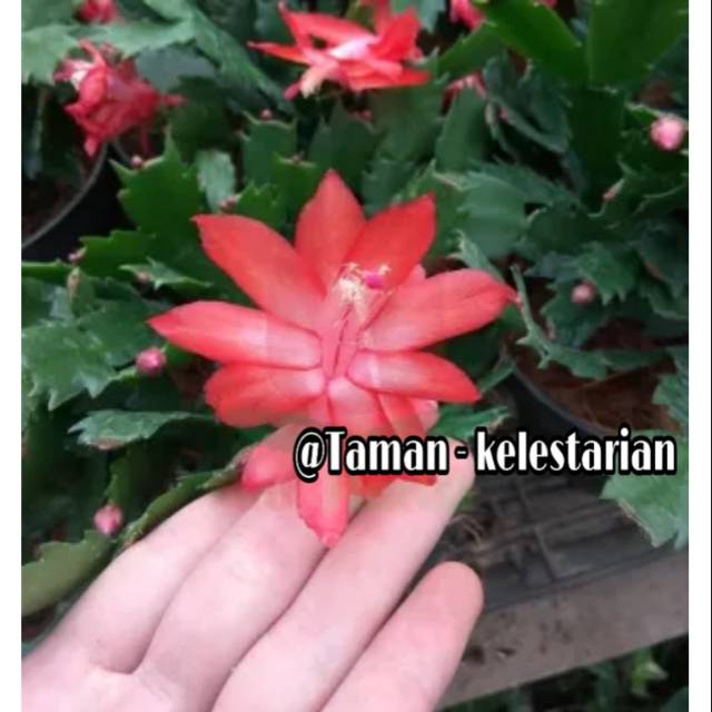Wijaya kusuma Kepiting bunga merah - Mini - BIBIT Tanaman hias