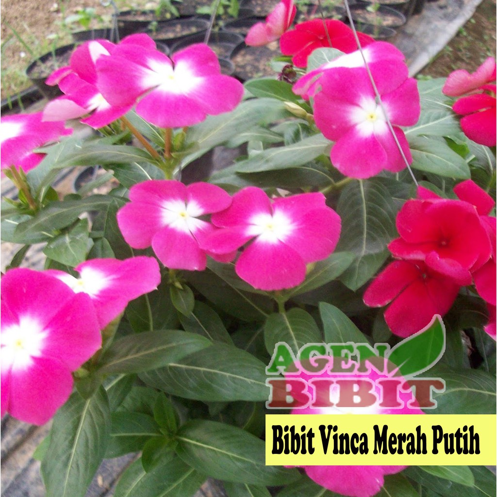 Bibit Eksotic Melati Jepang Merah Wikie Cloud Design Ideas