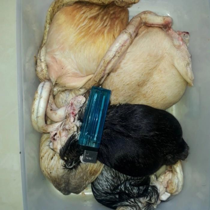 

Meat | Torpedo Kambing Fresh Makanan Penambah Stamina Pria