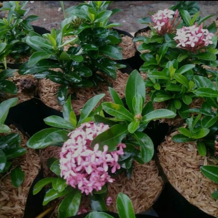 Tanaman hias asoka jambon-asoka mini