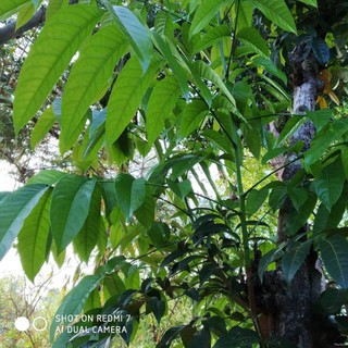  Daun Mahoni  Segar Daun  Mauni Langsung Petik 200 gram 