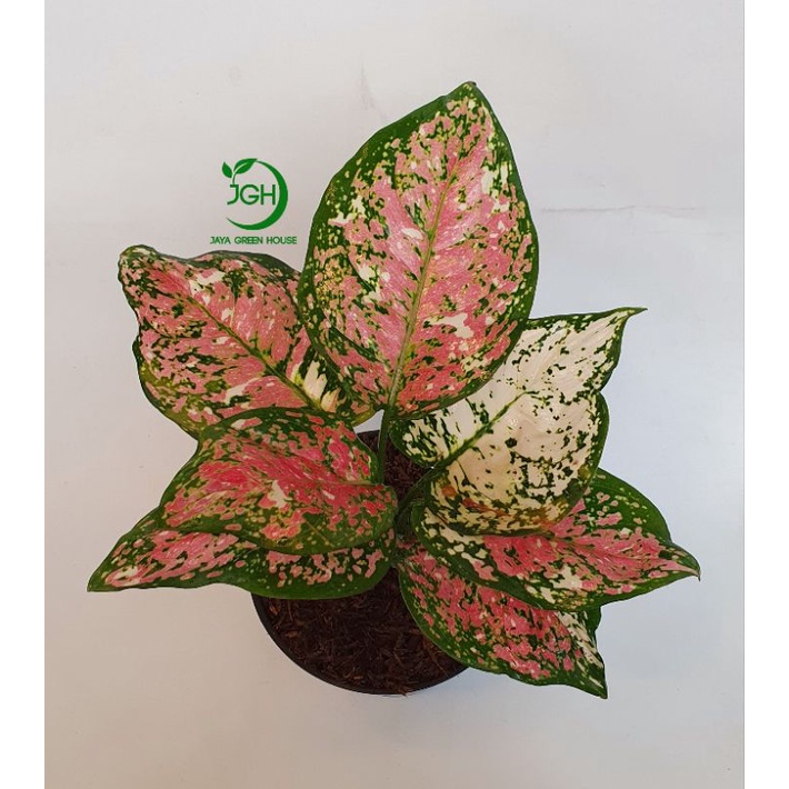 Tanaman Aglaonema Dut Tri Color