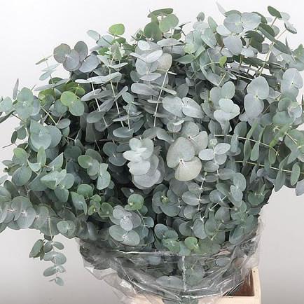 DAUN EUCALYPTUS SEGAR SILVER DOLLAR IMPORT PER BATANG
