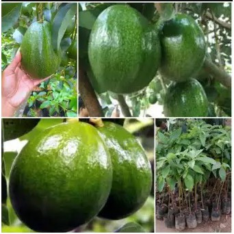 Bibit Alpukat Markus Jumbo