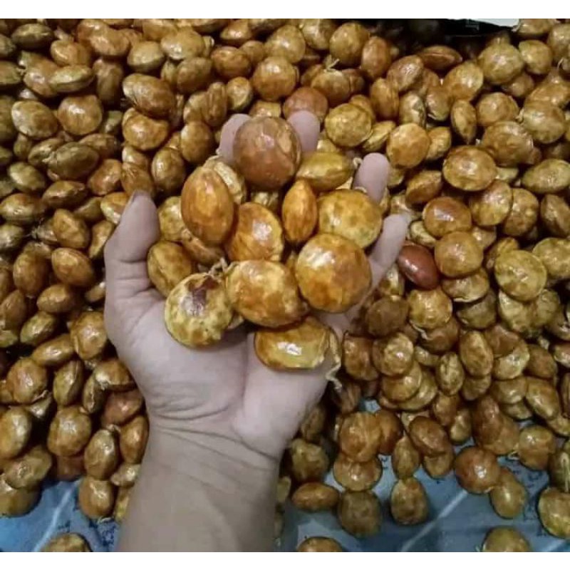 

JENGKOL TUA PULEN