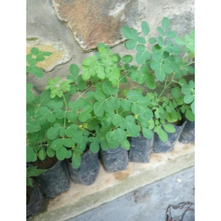 

Bibit Tanaman Daun Kelor Herbal