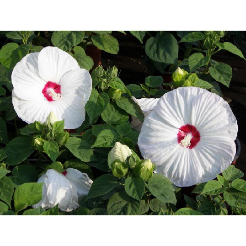 TANAMAN HIAS HIBISCUS BUNGA SEPATU//WHITE MARIETTE