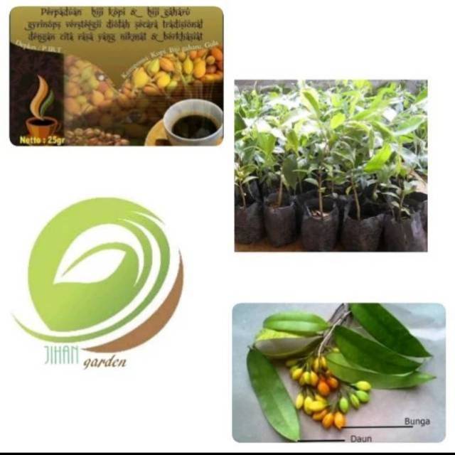 bibit pohon gaharu/tanaman kayu gaharu