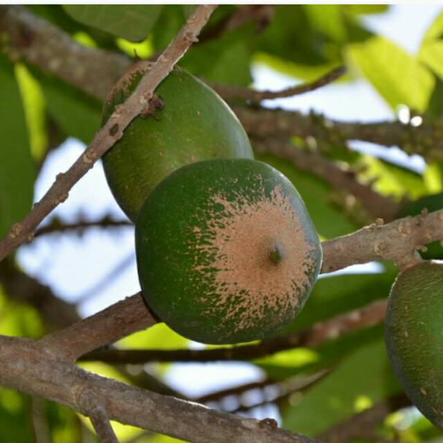 Mamey Sapote Green Sapote Shopee Indonesia