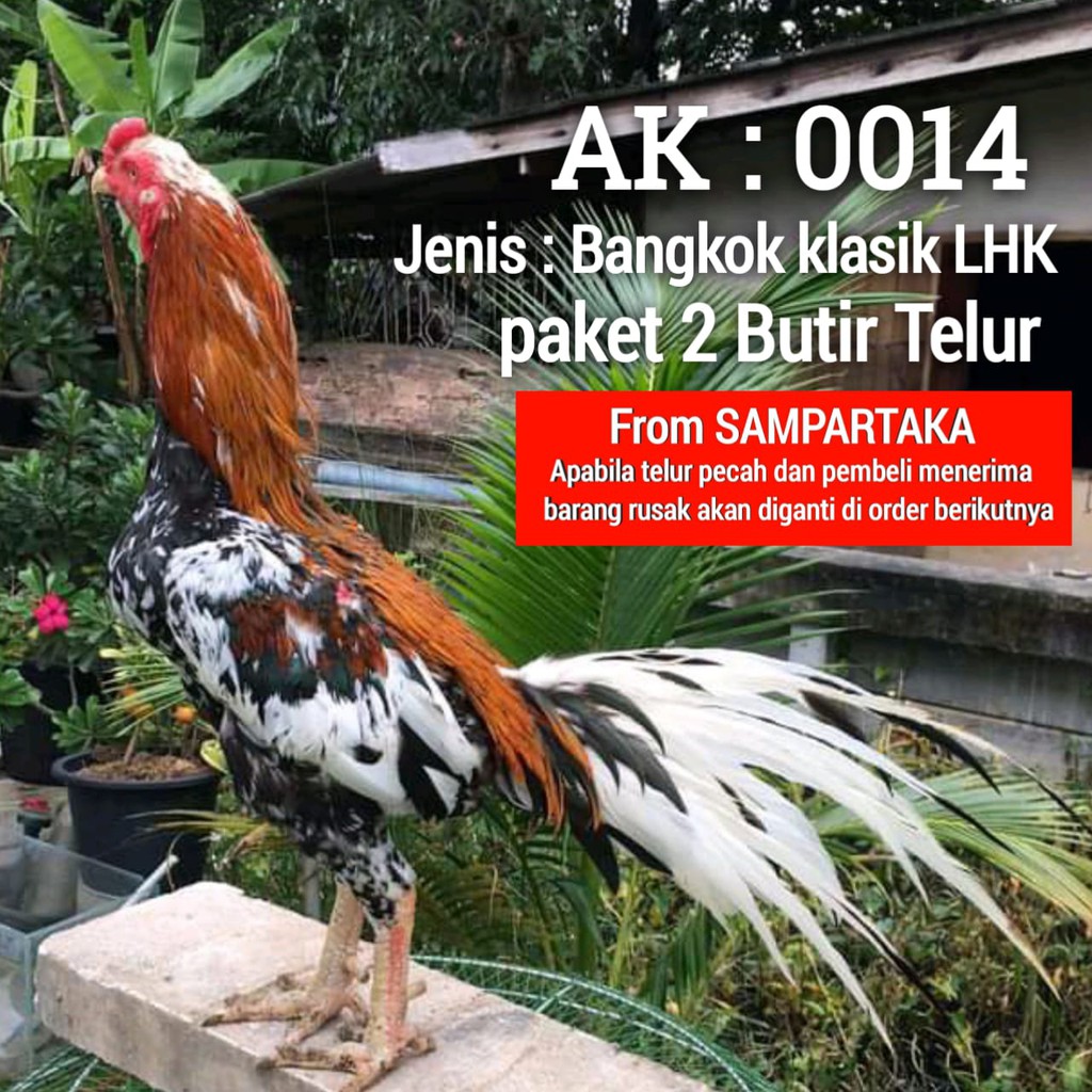 ayam bangkok aduan ekor lidi paket telur 2 butir