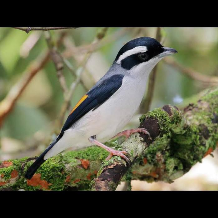 Decu Kembang Jantan Dan Betina / Karakteristik Dan