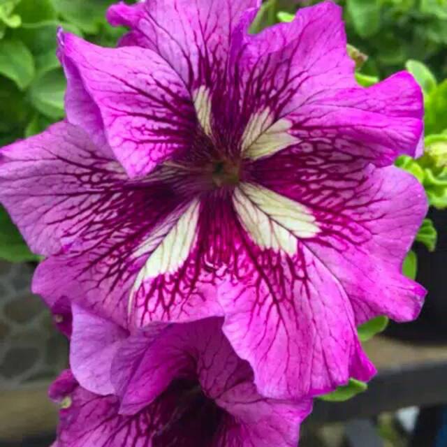 Tanaman Hias Petunia