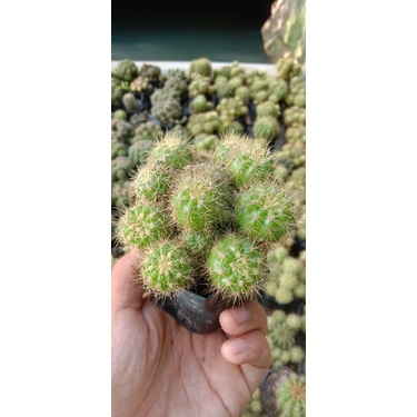 kaktus sangul hijau banyak anak/kaktus murah pasaman/kaktus ownroot