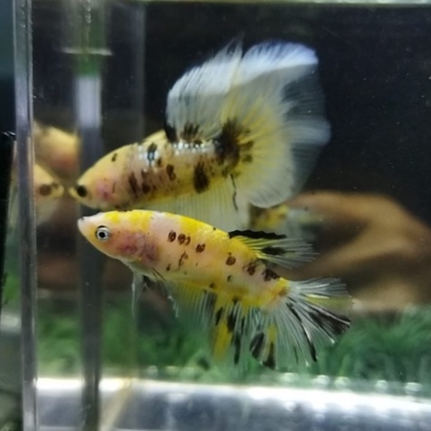 SEPASANG/1 PAIR IKAN CUPANG HALFMOON/HM YELLOW KOI GALAXY  100% REALPICT (KODE AR14)