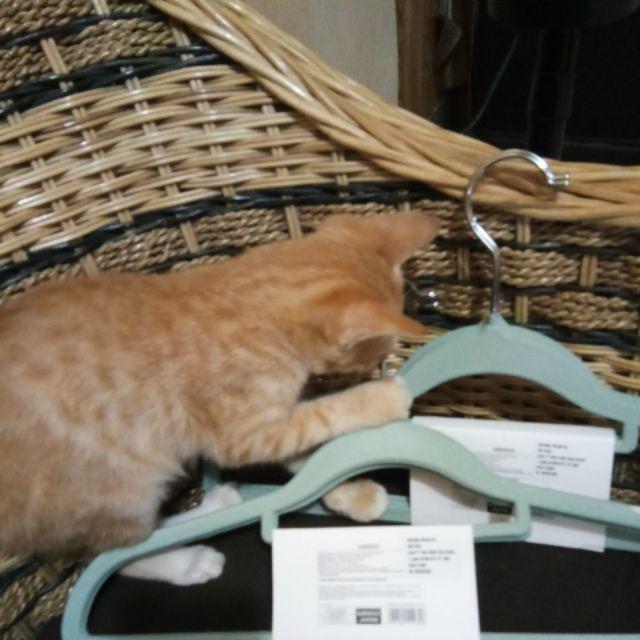  MINISO  Gantungan  Baju  Plastik Anti Slip Hanger Clothes 