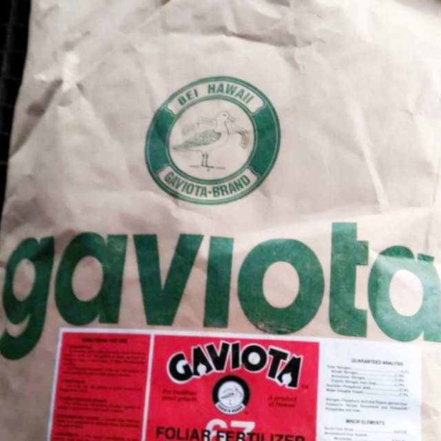 GAVIOTA 67 100gr promo terbatas