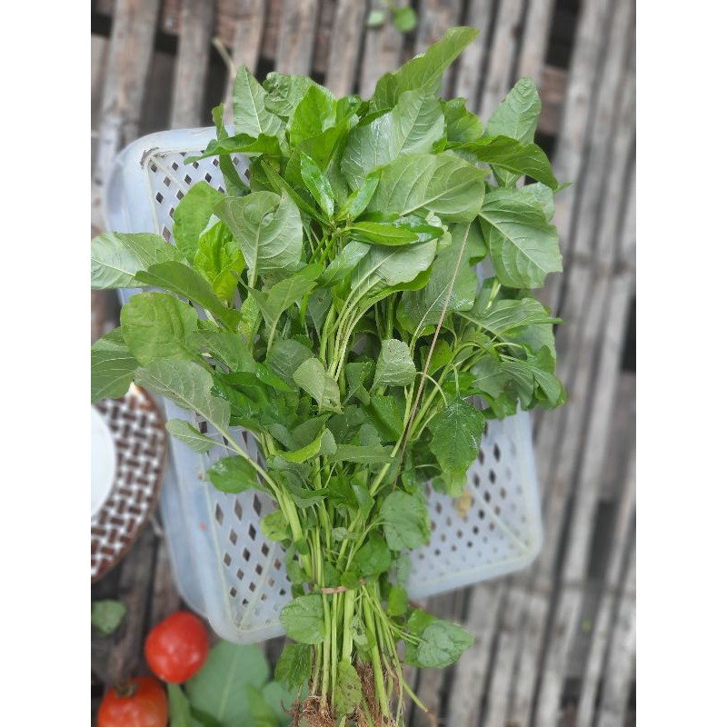 

sayur segar sayur hijau LBS