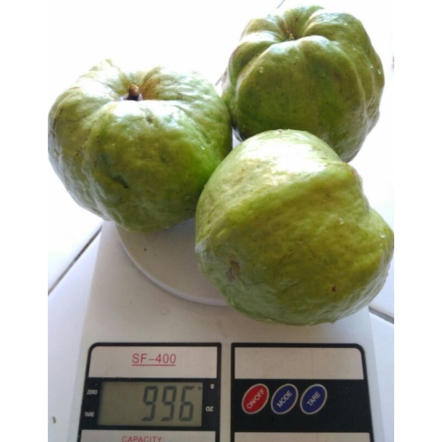 

Jambu Kristal Super