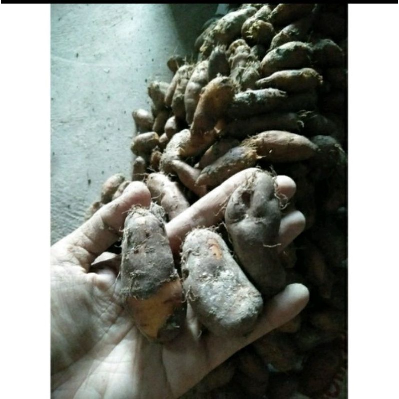 KENTANG HITAM 1KG, KENTANG HITAM, KLECI, KENTANG BULU