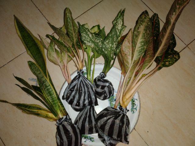 Aglonema Big Roy / Lulaiwan Ukuran Besar / Tananaman Hias Big Roy