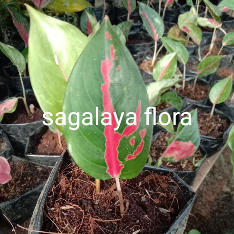 anak aglonema kochin / baby kochin