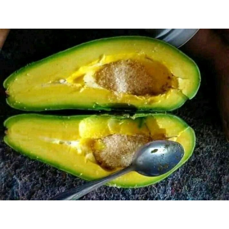 Bibit Alpukat Siger 1 Lampung