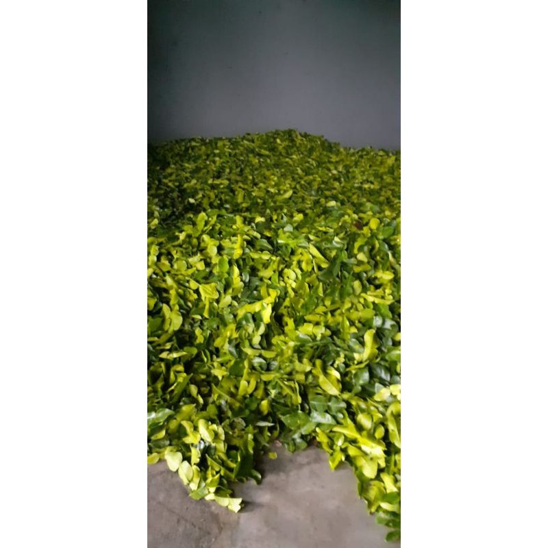 

Daun Jeruk