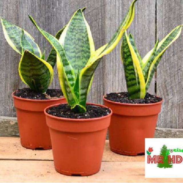 Tanaman hias Sansevieria futura superba chinese