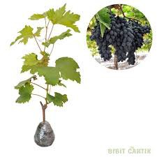 bibit anggur import joy[tanpa biji]