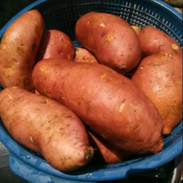 

Ubi Madu 1 kg