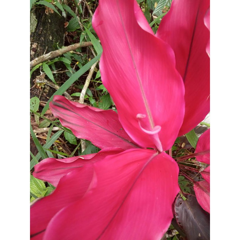 tanaman hias hanjuang daun pink