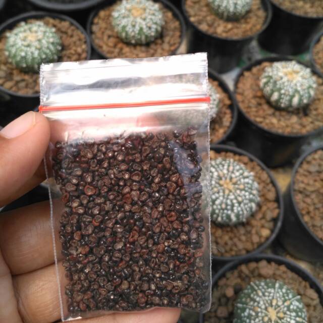 Biji Kaktus Astrophytum | Shopee Indonesia