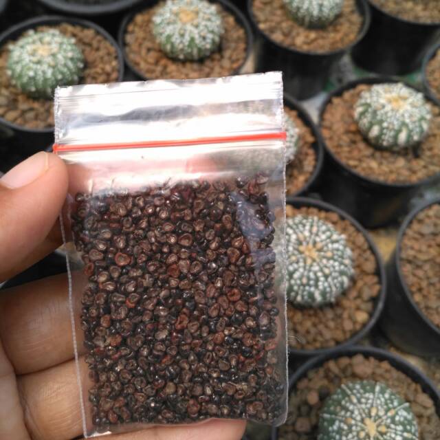 Biji Kaktus Astrophytum