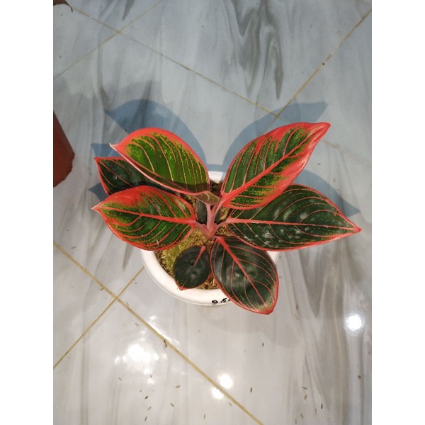 aglaonema Khanza