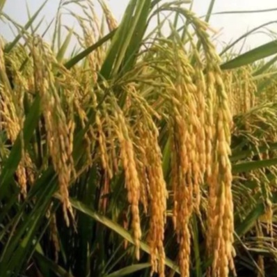 1KG BENIH PADI CIHERANG SUPER